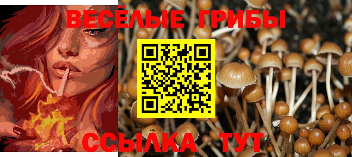 Галлюциногенные грибы прущие грибы  Вход с VPN  Черемхово 
